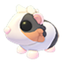 Tortoiseshell Guinea Pig